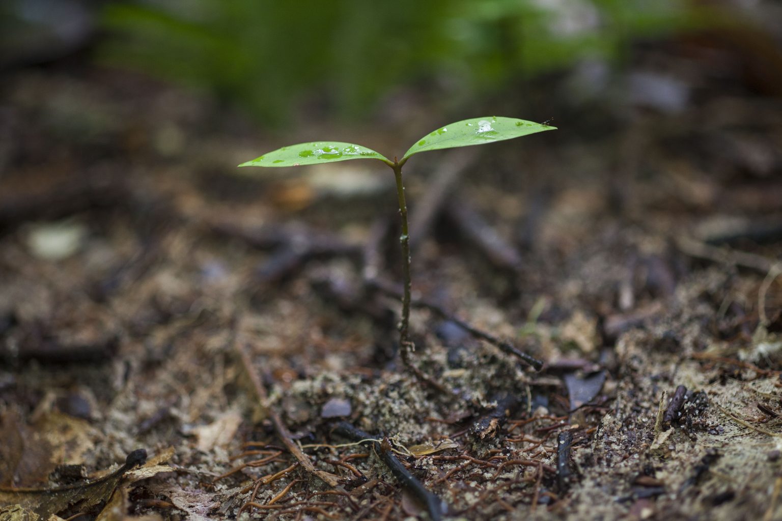 Componentes do programa -Biodiversidade