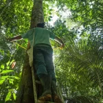 Qual efeito de mais CO2 na atmosfera para Amazônia?