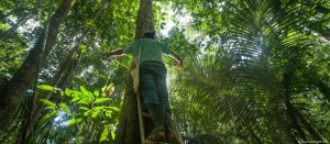 Qual efeito de mais CO2 na atmosfera para Amazônia?