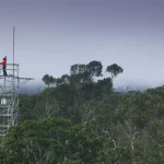 Experimento que simula futuro da Amazônia começa a tomar forma