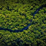 Torres de 35m no meio da Amazônia vão medir estragos da crise climática